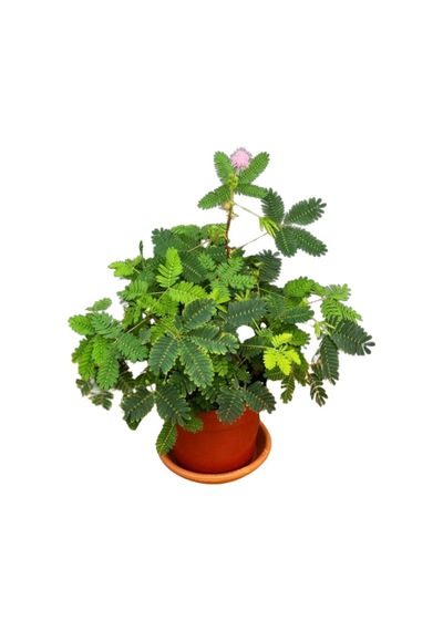 Küstüm Çiçeği 1 Adet 4 Kök 8/10cm + Ebruli Karanfil Çiçeği 10-15cm