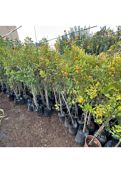 Yenilebilir Bol Meyveli Mini Süs Mandalina Fidanı, 130 Cm Üzeri Tüplü Ve Aşılı