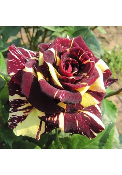 Serada Decor Plant Sihirbaz Rengarenk Tüplü 1. Kalite