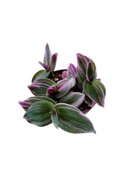 Serada Decor Plant Çok Dallı Sukulent Bitki Mor Yapraklı Telgraf Çiçeği