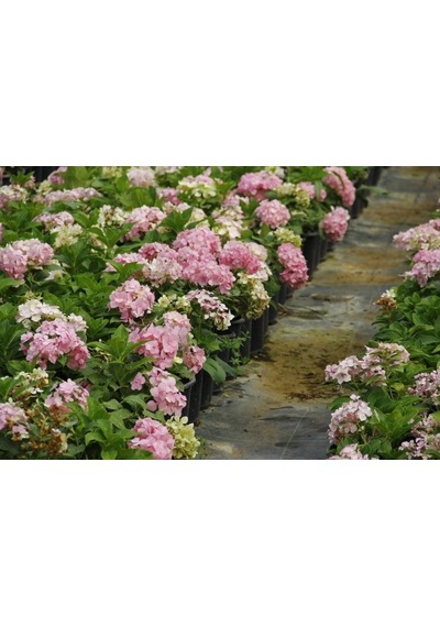 Pembe Ortanca - Yerli Fidan 20-30 Cm 5 Adet