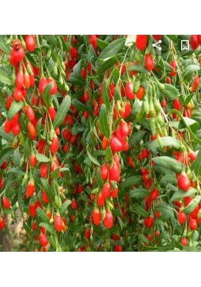 10 Adet Gojiberry Fidanı Nq9 Aşılı 2 Ya Açık Kök