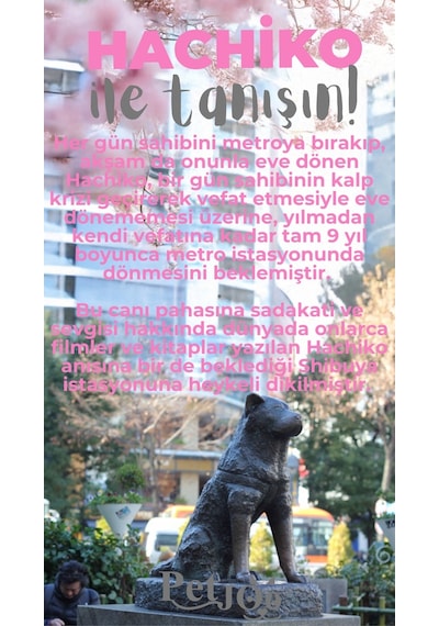 Petjoo 19.Hachiko Gri-Pembe Qr'lı Köpek Künyesi