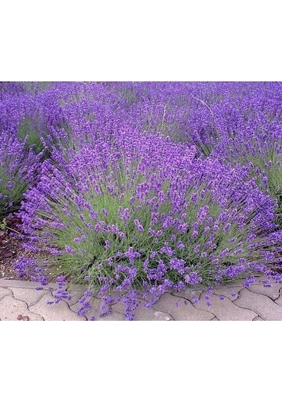 Darkorchid Moru Lavanta Fidanı 2 Adet 30-40 Cm Lavandula Intermedia
