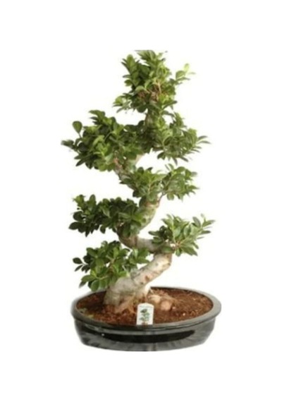 Nadir Ithal Bodur Hambeles Bonzai Ağacı Tohumu 5 Tohum Bonsai Tohumu