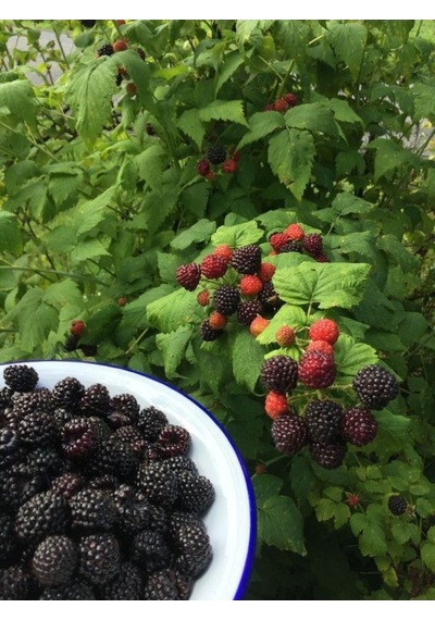 Tüplü Dikensiz Jumbo Böğürtlen Fidanı 30-60 Cm