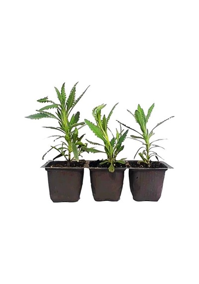 İntermedia Saksıda Lavanta Fidanı 1 Yaş 10-20 Cm