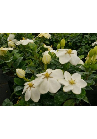 Videolu 1 Adet Çiçekli Mis Kokulu Gardenya Çiçeği 20-35 Cm Saksılı Iç Mekan Bitkileri Gardenia