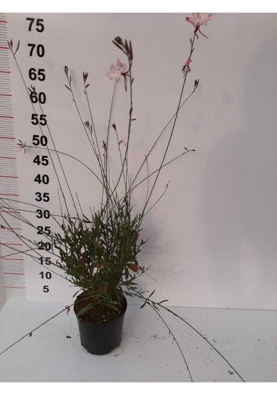 Gaura 2 Adet Lindheimeri Gavura Çiçeği 20-30cm Kırmızı Beyaz