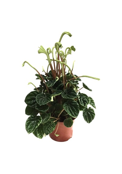 Peperomia Caperata 'Emerald Ripple' Ø12 CM Y25-30 CM