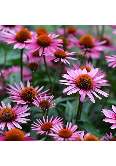 EKİNEZYA FİDESİ 5 ADET - KONİ ÇİÇEĞİ Echinacea Purpurea