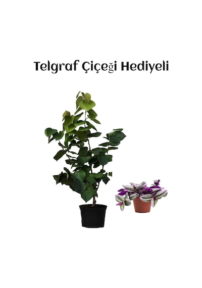Harika Kokulu Mor Leylak Fidanı Sevgililer Gününe Özel Telgraf Hediyeli