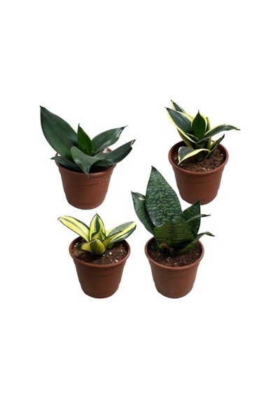 Sansevieria (Paşa Kılıcı) (4'lü Set) Ø12 CM Y15-20 CM