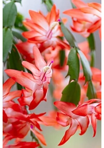 Serada Decor Plant Begonvil Sarmaşığı Pembe - Turuncu Bougainvillea Alexandra