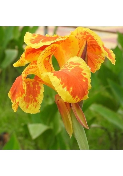 Kanı Canna Indica Yellow King Humbert Kanna Canna Zambağı Fidanı
