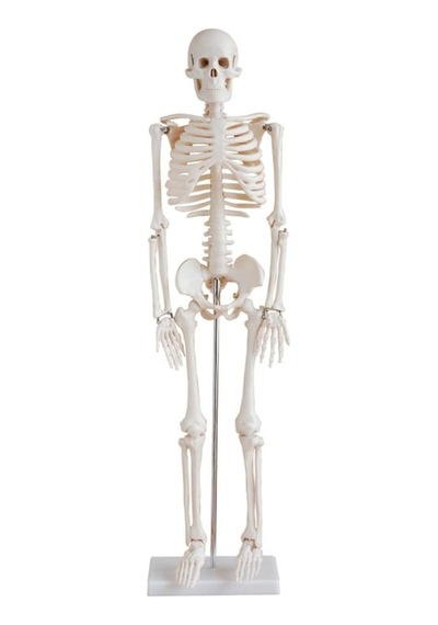 İnsan İskeleti Modeli 85 Cm