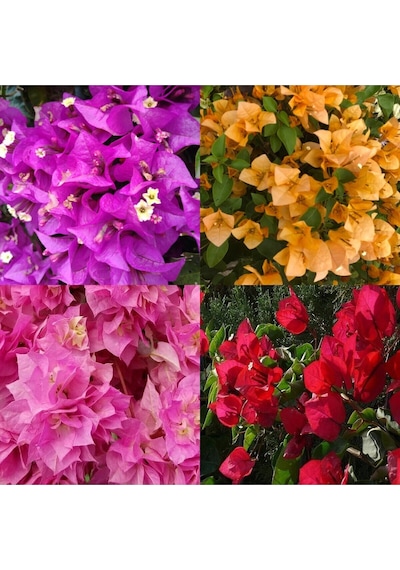 Videolu Begonvil 4 Farklı Renkte 20 50 Cm 4 Adet Saksılı Çiçekli Bitki Bougainvillea