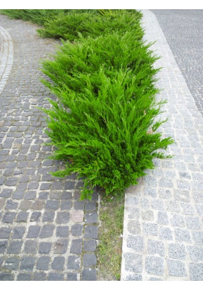 Favori Ürün Limoni Servi Limon Selvi Fidanı 10 15cm 8 Adet Tüplü Dış Mekan Cupressus Macrocarpa