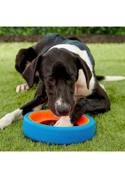 Fetch Wheel Köpek Oyun Halkası Küçük Boy