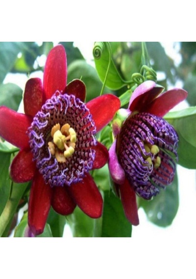 Nadir Passiflora Quadrangularis Tohumu Ekim Seti 3 Tohum Pasiflora Tohumu Saksı Toprak Kombin