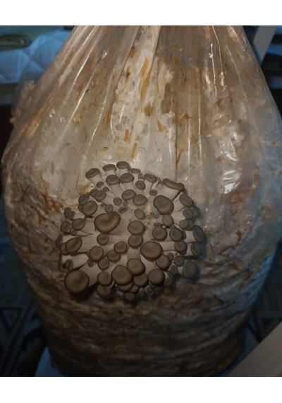 4 Adet 6 Lt 3 Kg Istiridye Mantarı Miseli Tohum Kompostu