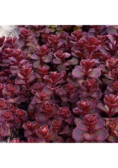 Sedum Vodoo Kırmızı Dam Koruğu Yer Örtücü Yayılıcı Bitki 45 Ade