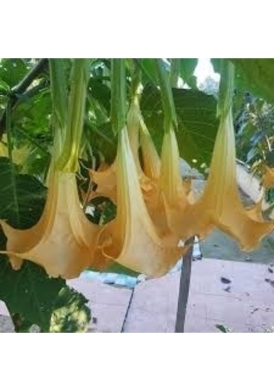 2 Yaş Melek Borusu Çiçeği Fidanı- 100-120 Cm