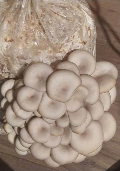 İstiridye Mantar Tohumu N117357