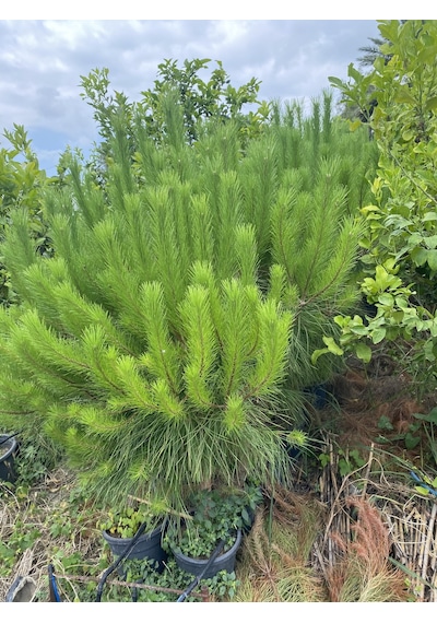 Saksılı Fıstık Çamı Fidanı 5 Yaşında Pinus Pinea