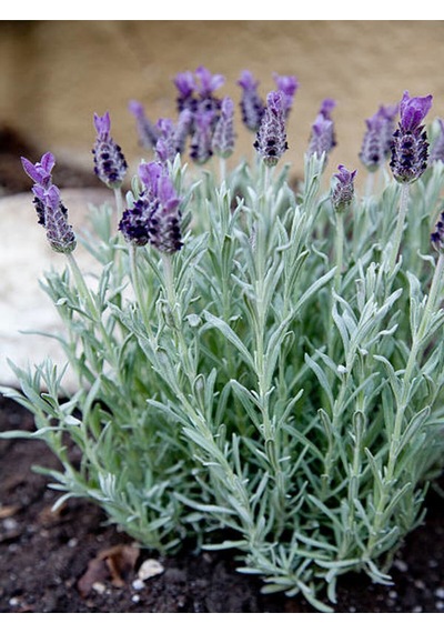 Videolu Mor Lavanta 20 60 Cm 5 Adet Saksılı/ Tüplü Çiçekli Iç/ Dış Mekan Bitkisi Lavandula