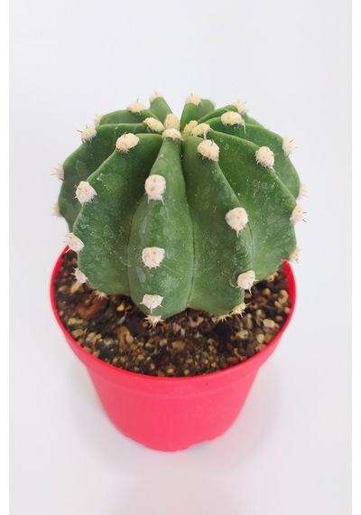 Echinopsis Subdenudata Özel Tür 8.5 CM Kırmızı Kaktüs