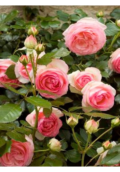 Videolu Pembe Gül Fidanı Yediveren Sarmaşık Mis Kokulu 70-110 Cm 3 Adet Saksılı Climbing Pink Rose