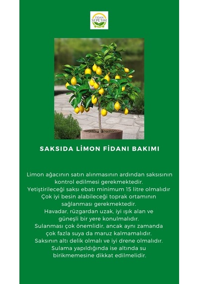 3 Yaş Mayer Yediveren Limon Fidanı Saksılı-Üzeri Meyveli