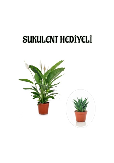 Hediyelik Beyaz Barış Çiçeği Sevgililer Gününe Özel Sukulent Hediyeli