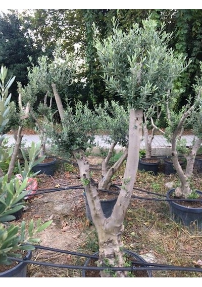 Saksıda 20-25 Yaş Gemlik Zeytin Ağacı Boy 170-200 Cm