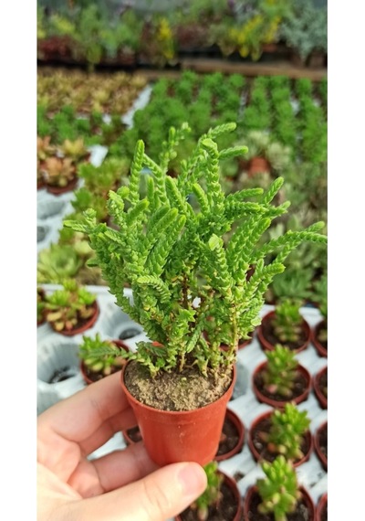 Crassula Muscosa Watch Succulent Prenses Çamı