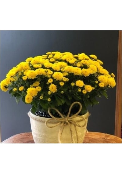 Sarı Kasımpatı Krizantem Hüzün Çiçeği Chrysanthemum 10-20 Cm
