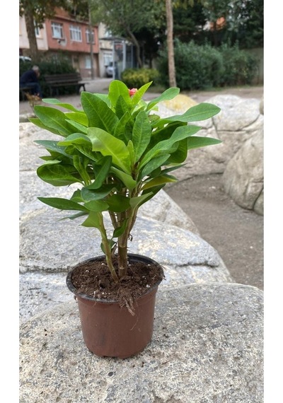 Pembe Milli Dikenler Tacı 1 Adet Saksılı Kaktüs 20-40 Cm Ofis Bitkisi Euphorbia