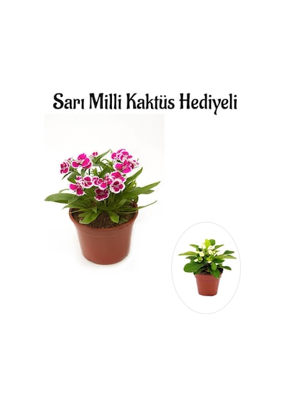 Pembe Renk Çin Karanfili Çiçeği Sevgililer Gününe Özel Sarı Milli