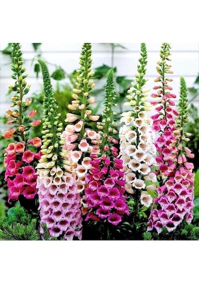 Karışık Renk Digitalis Çiçeği Tohumu 15-20 Tohum