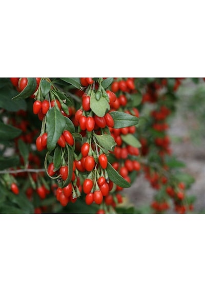 Ithal Goji Berry Tohumu Ekim Seti Kurt Üzümü Tohumu Gojiberry Tohumu Saksı Toprak Kombin