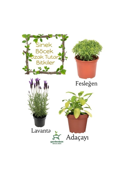 Sinek Böcek Kovucu Bitki Seti Lavanta+fesleğen+adaçayı Bitkisi 10-20cm Boylarında