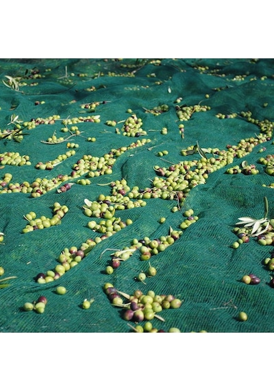 Zeytin Toplama Filesi