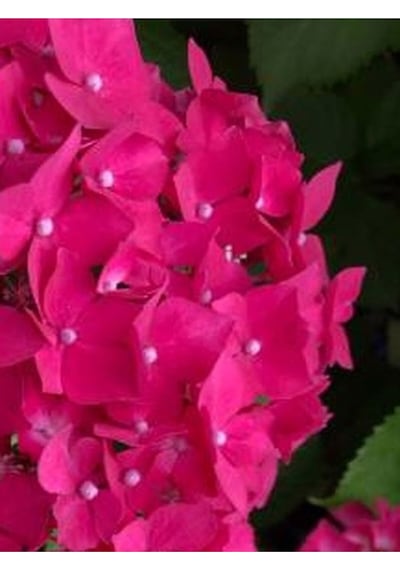 2 Adet Canlı Fuşya Renk Çiçekli Ortanca Fidanı 30-60 Cm Tüplü Çiçekli Bodur Hydrangea