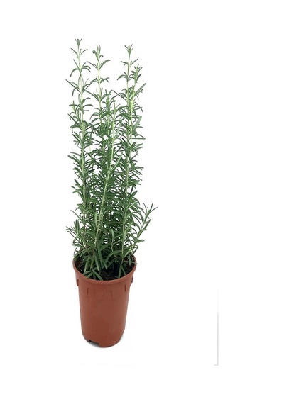 5 Adet Biberiye Kuş Dili Otu Set 5li 50 Cm Yemeklerde Kullanılabilir Biberiye