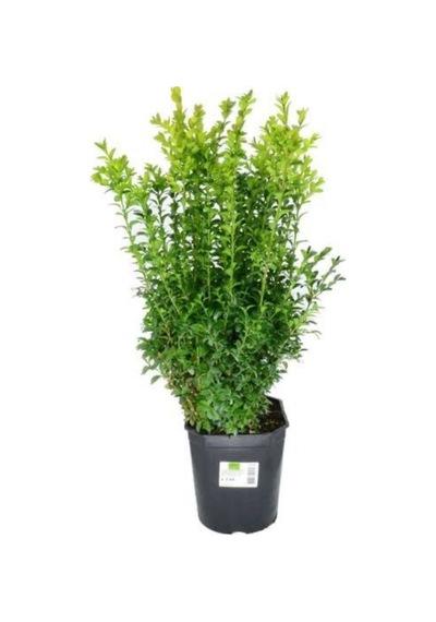 Çalı Şimşir Peyzaj Bitkisi 30 40cm 1 Adet Saksılı Dış Mekan Buxus Sempervirens