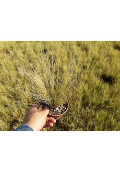 Stipa - At Kuyruğu Çimi 5'li Set -Otsu Yer Örtücü Bitki