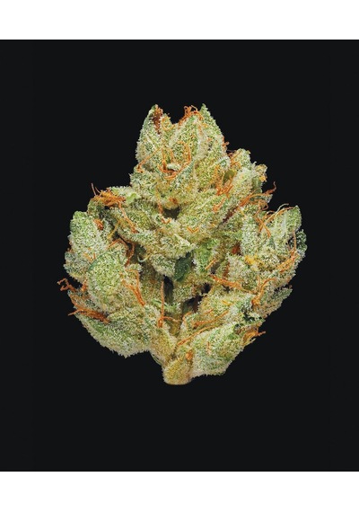 Green: A Field Guide To Marijuana: Books About Marijuana, Guide To Cannabis, Weed Bible