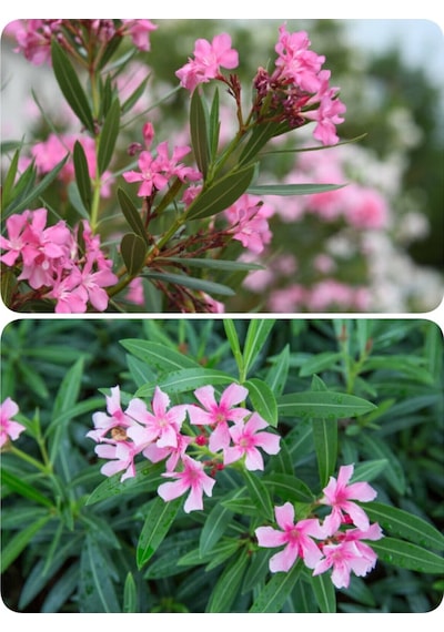 Videolu Pembe Çiçekli Zakkum Fidanı 60-100 Cm 2 Adet Tüplü Dış Mekan Ağaçları Pink Oleander