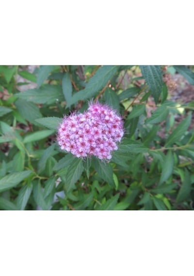 Videolu 3 Adet Pembe Ispirya Çiçeği Fidanı 40-60 Cm Saksılı Çiçekli Bodur Spiraea Vanhouttei